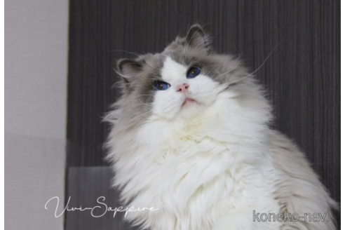 販売中のラグドールの親猫